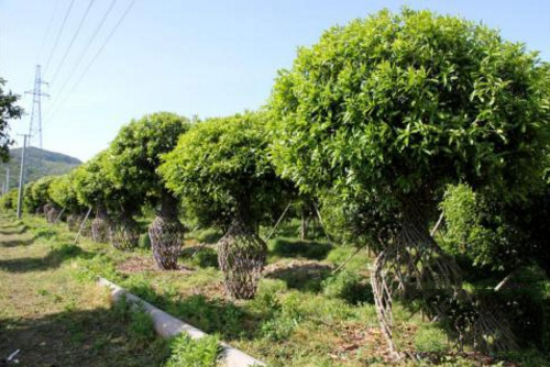 大棚里栽植苗木 新技术带来高收入