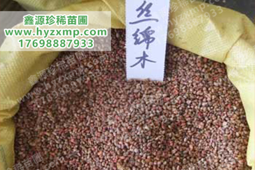 丝绵木种子