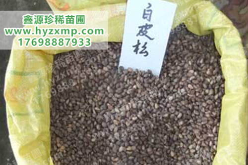 白皮松种子