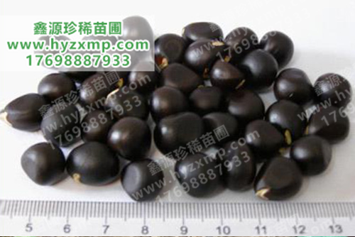 文冠果种子