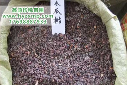 木瓜种子