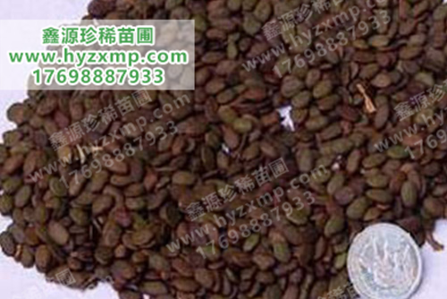合欢种子