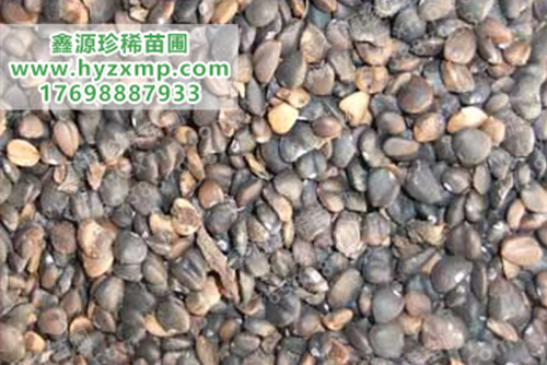 白玉兰种子