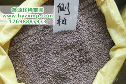 侧柏种子