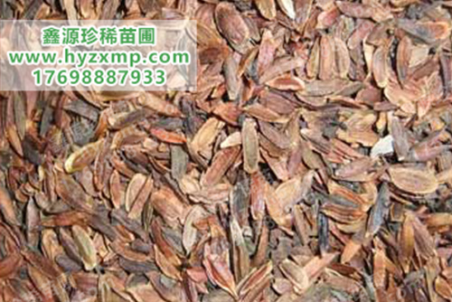 丁香种子