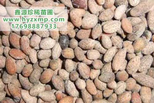 杜英种子