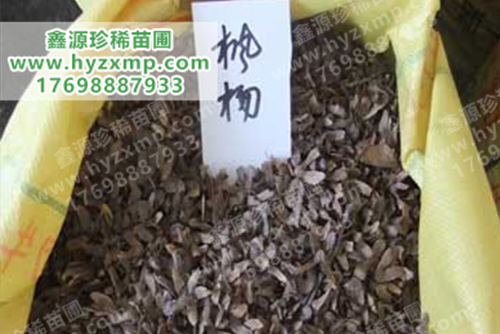 枫杨种子