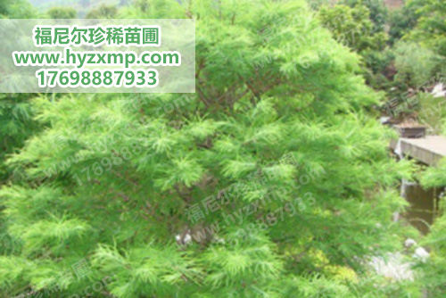 金钱松.jpg