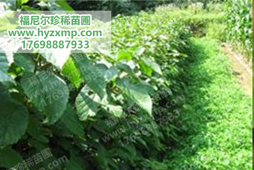 珙桐小苗.jpg