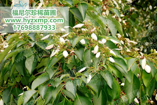 香果树.jpg