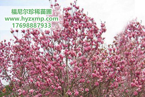 红花玉兰.jpg