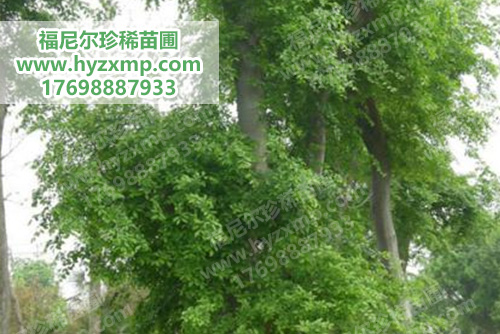 皂角树.jpg