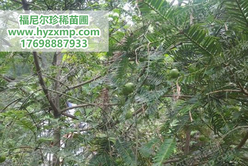 巴山榧树苗.jpg