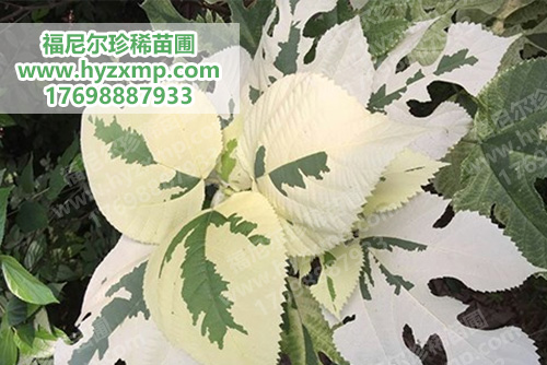 彩叶构树.jpg