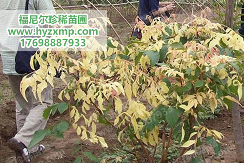 锦华栾.jpg