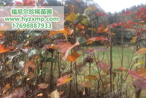 房县槭.jpg