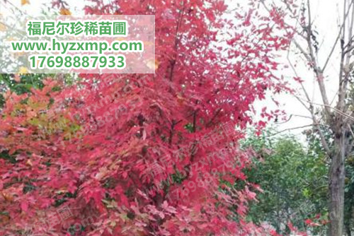 血皮槭.jpg